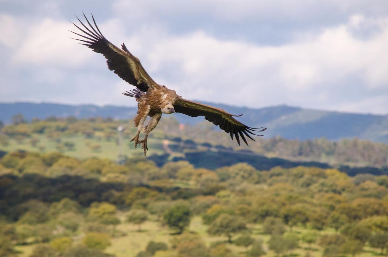 Alojamiento La Canada Monfrague Torrejón el Rubio Exteriér fotografie